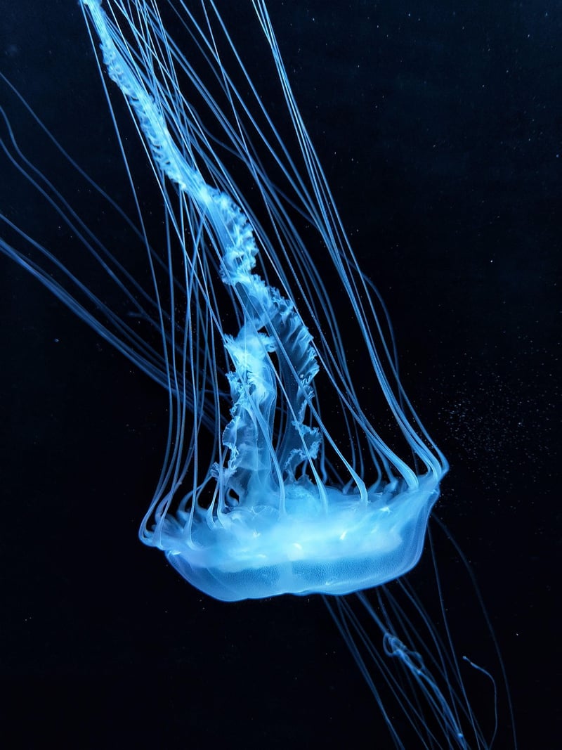 Underwater Jellyfish